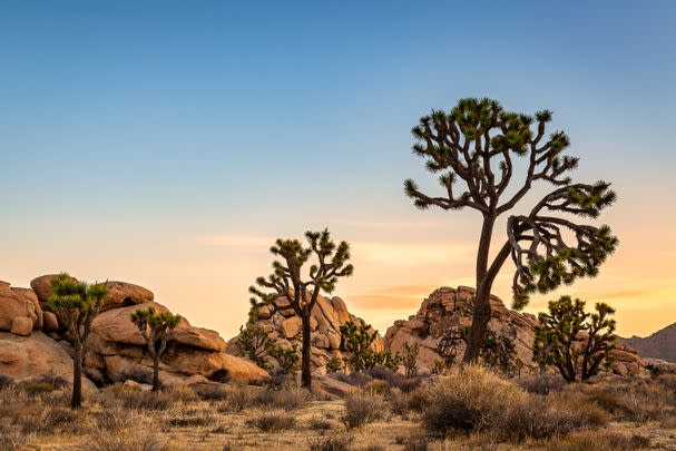 Joshua Tree, California