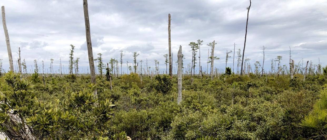 <span class="caption">Ghost forest panorama in coastal North Carolina.</span> <span class="attribution"><span class="source">Emily Ury</span>, <a class="link " href="http://creativecommons.org/licenses/by-nd/4.0/" rel="nofollow noopener" target="_blank" data-ylk="slk:CC BY-ND;elm:context_link;itc:0;sec:content-canvas">CC BY-ND</a></span>