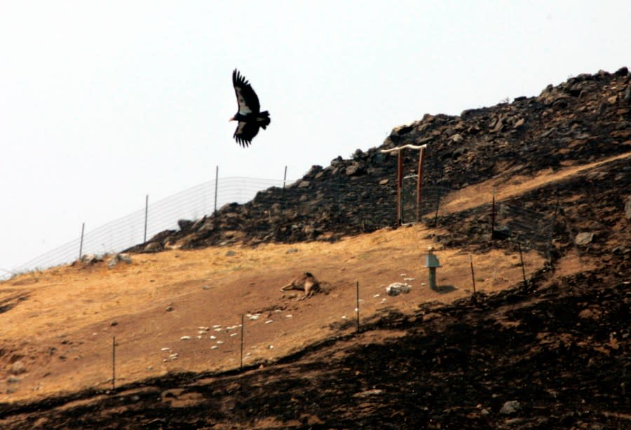 A California Condor flies over a fire-ravaged sanctuary in the Los Padres National Forest east of Big Sur, Thursday, July 10, 2008. As wildfire whipped toward a remote sanctuary of the endangered California condor, the rare birds got their biggest test in survival after years of pampering by biologists: They had to live completely on their own. Forced away by flames, their scientist handlers could only hope the birds’ animal instincts would kick in. To their delight, they did. (AP Photo/Marcio Jose Sanchez)