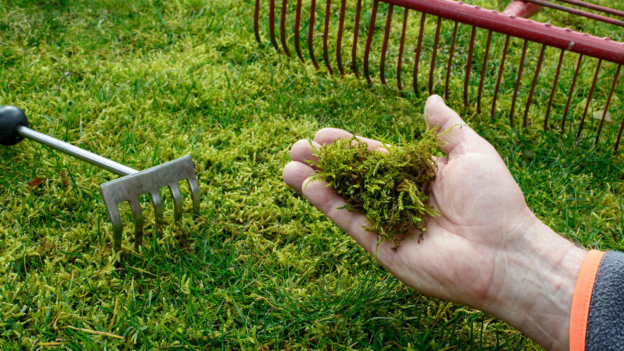  person removing moss from a lawn 