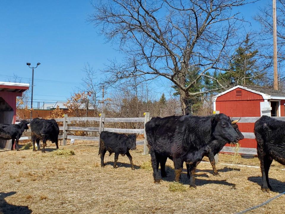 Eight Kerry cows are among the creatures being cared for by the Massachusetts Society for the Prevention of Cruelty to Animals.
