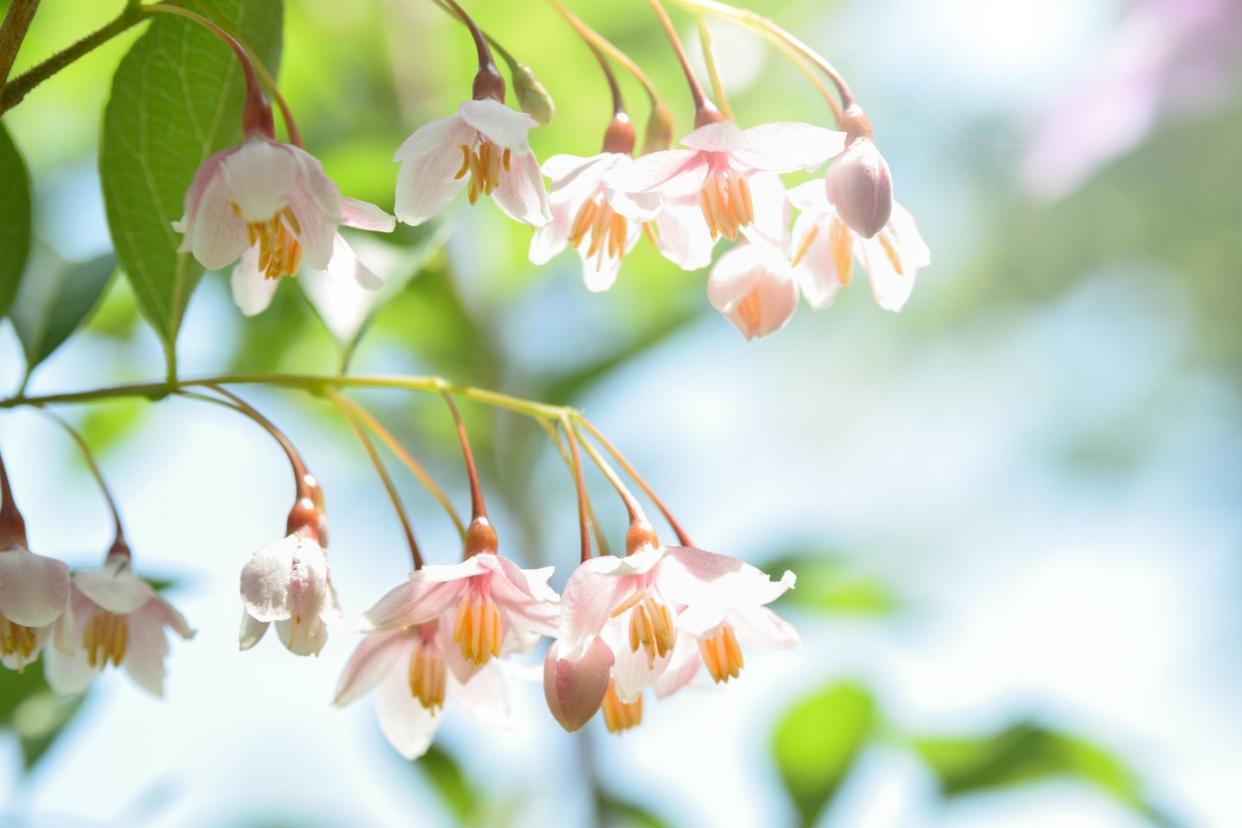 pink japanese snowbell flowers