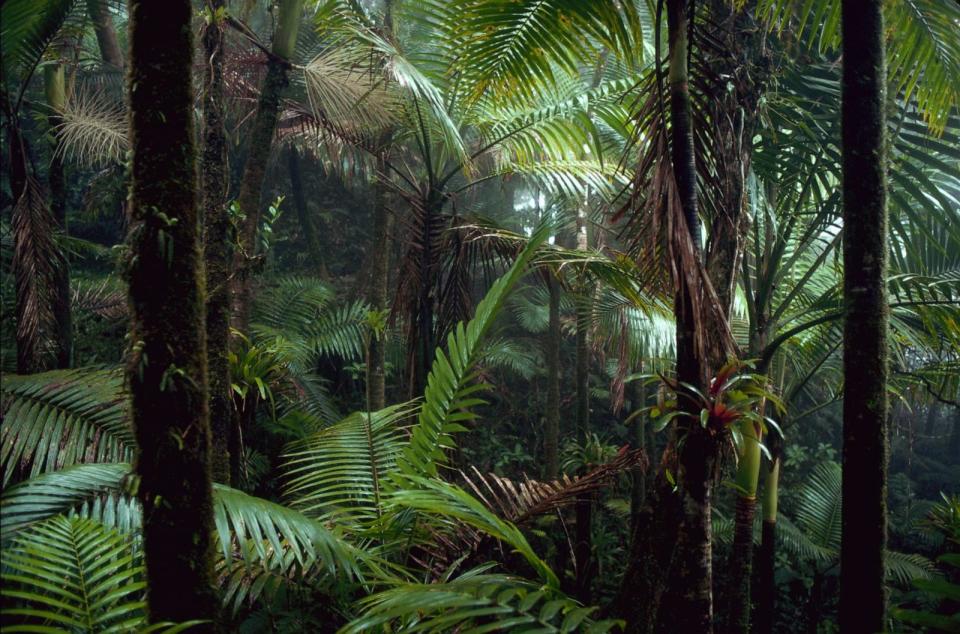 PHOTO: Dense foliage in the El Yunque Rainforest, Puerto Rico. (Tony Arruza/Getty Images)