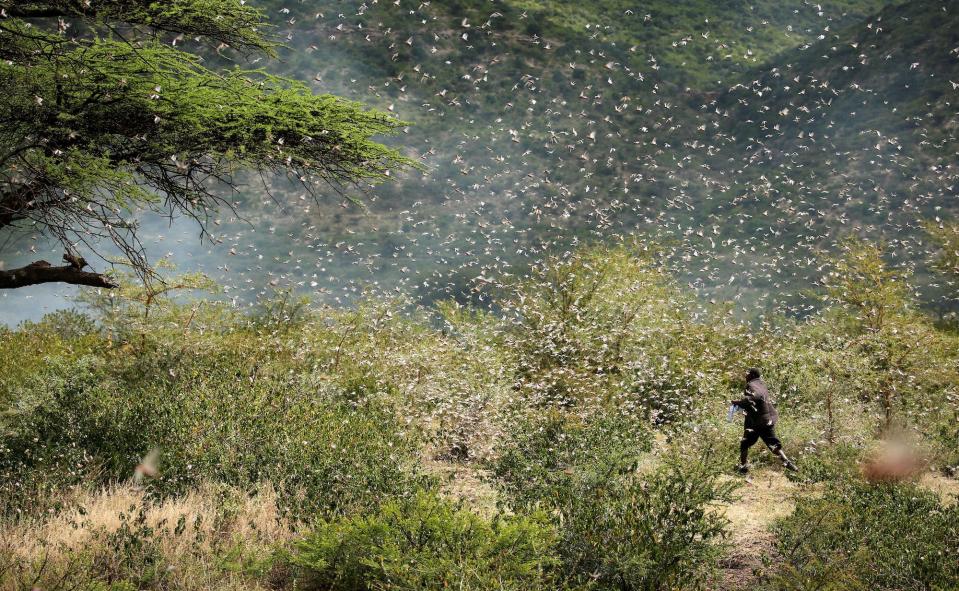 Ethiopian locust swarm.JPG