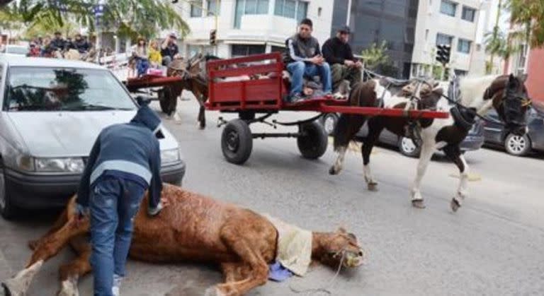 Caballos exhaustos en la peregrinación a Luján