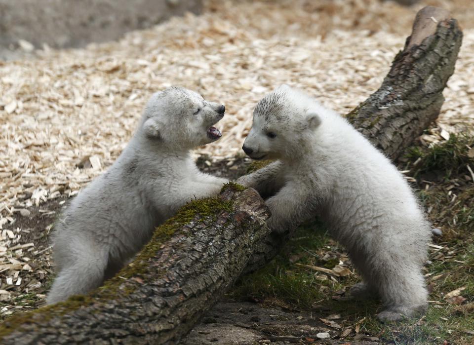 Twin polar bear cubs play outside in their enclosure at Tierpark Hellabrunn in Munich, March 19, 2014. The 14 week-old cubs born to mother Giovanna and who have yet to be named, made their first public appearance on Wednesday. REUTERS/Michael Dalder (GERMANY - Tags: ANIMALS SOCIETY)