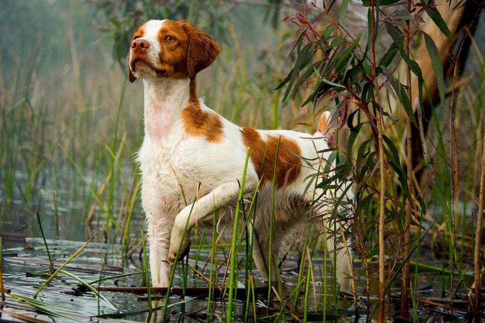 Brittany spaniel dog stands on point in water