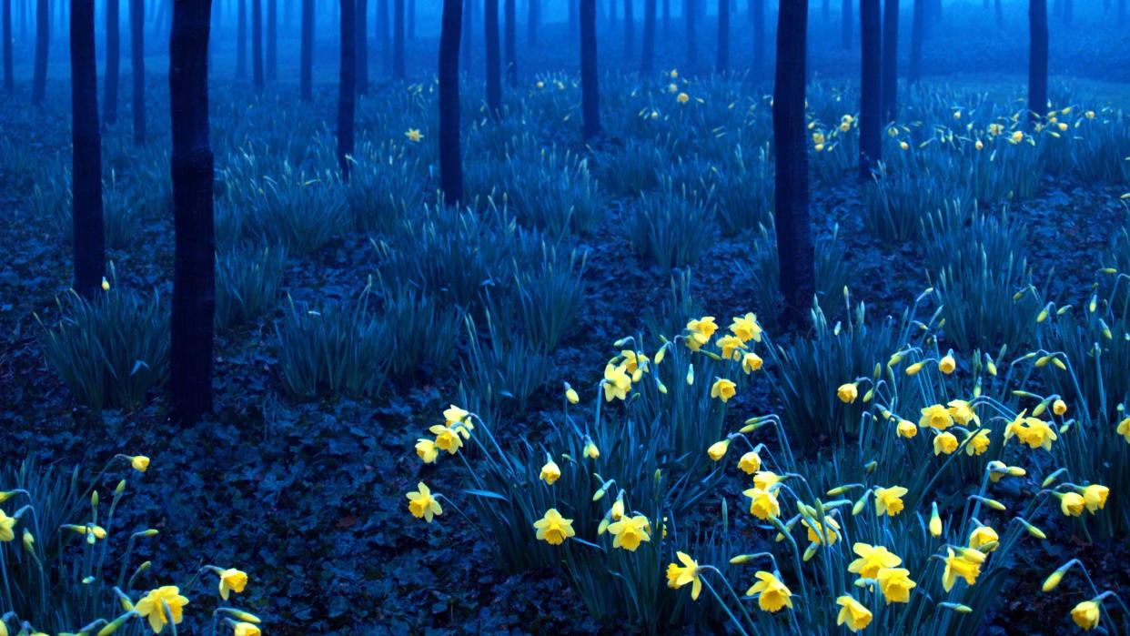  Stock image of daffodils in woodland at night. 