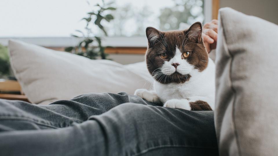 Cat laying on lap