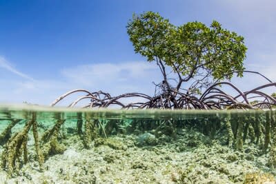 Proyecto de restauración Blue Carbon Mangrove de ORRAA en las Bahamas, beneficiario de Ocean Co-Lab (PRNewsfoto/ICONIQ Capital)
