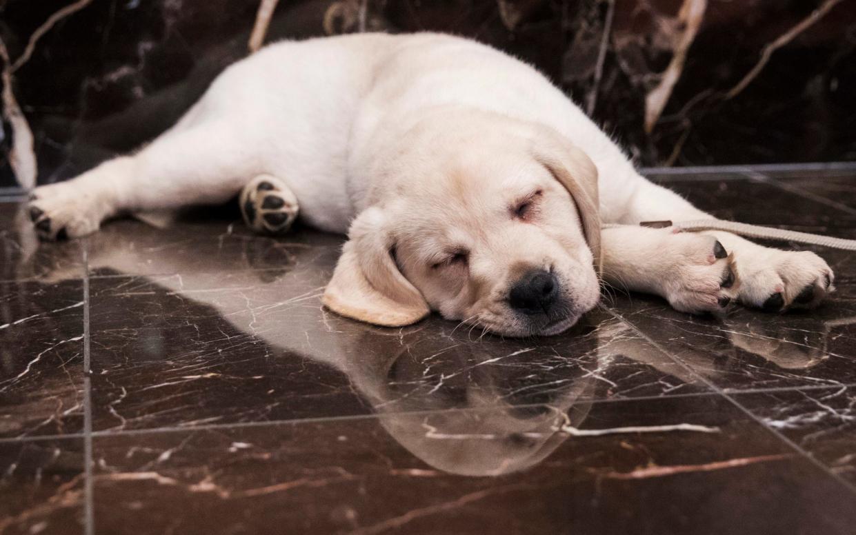 Dog owners usually times their animal's age by seven to work out how 'old' it is in human years - AP Photo/Mary Altaffer