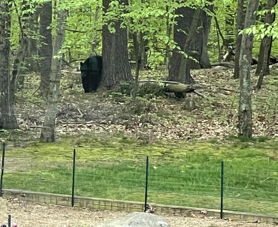 A mother bear and her two cubs were spotted behind a house on Eno Drive last week.
