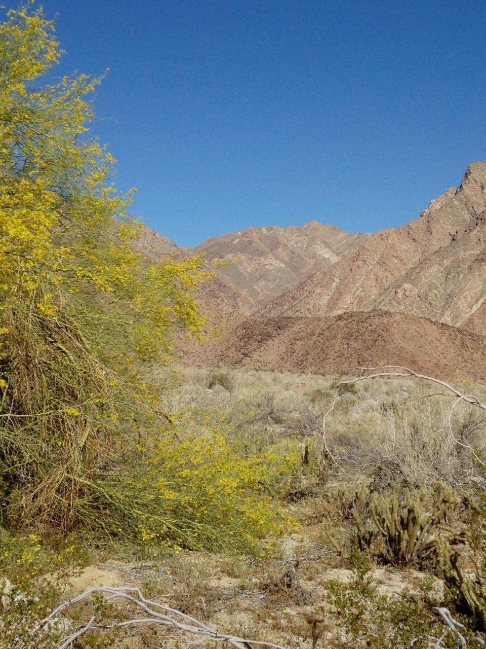 Blue Palo Verde plant (left) and smaller Chollo cactus (right), frame the Anza Borrego desert and surrounding mountains.