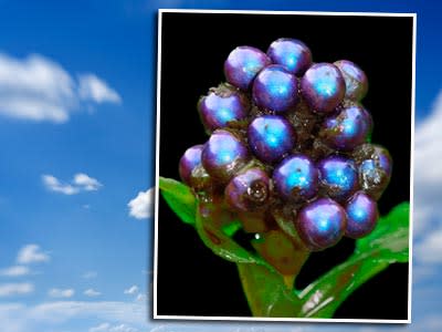 Die Frucht der "Pollia Condensata" erstrahlt fast so blau wie der Himmel (Bilder: thinkstick, dpa)