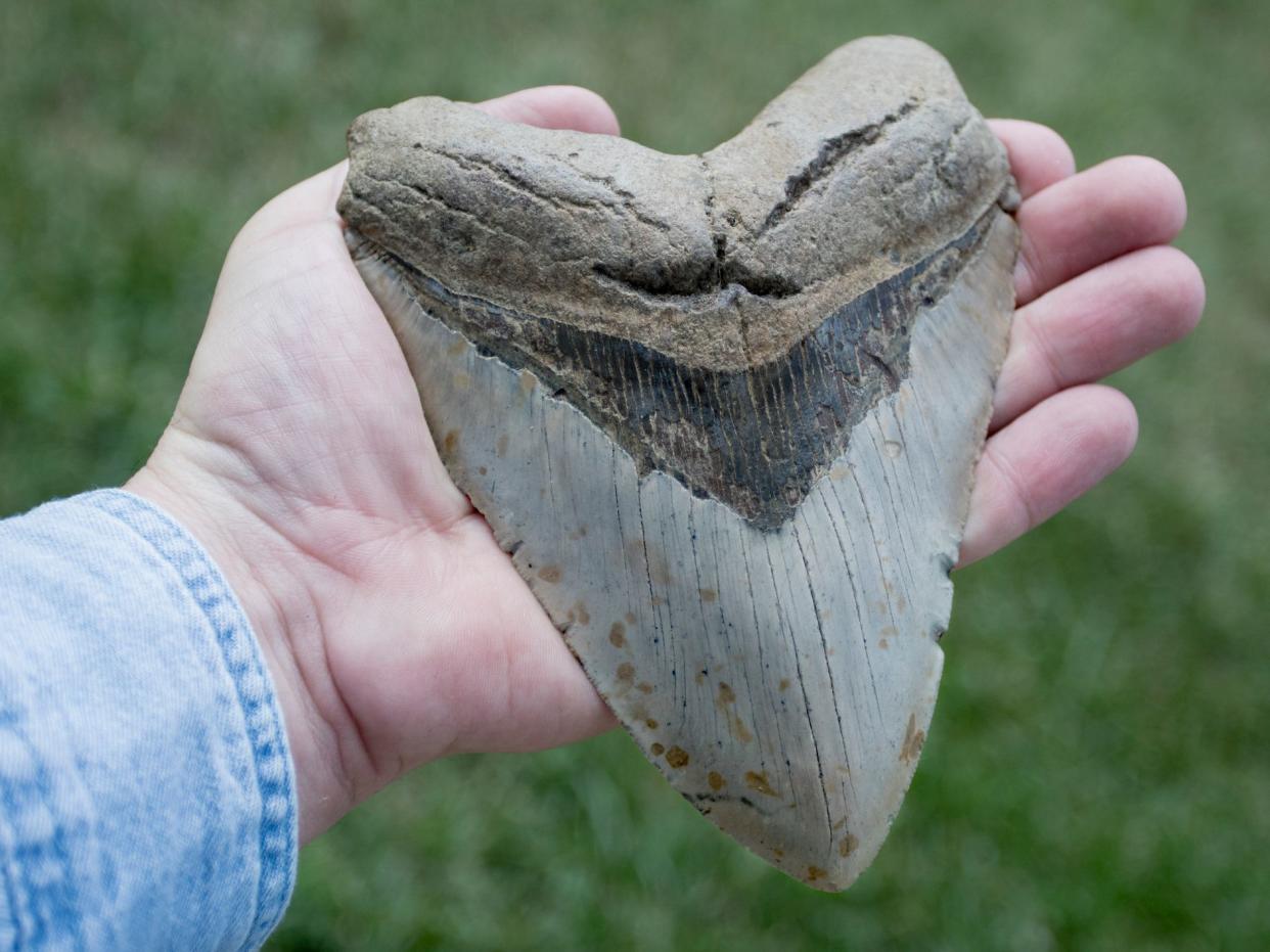 A Megalodon Tooth