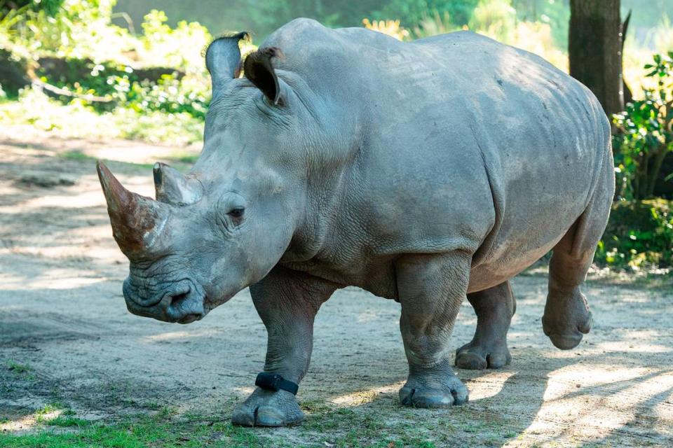 Helen, a white rhino at Disney’s Animal Kingdom park.