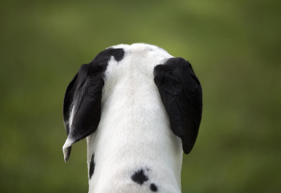 Bayley sieht aus wie Snoopy, ist aber ein Mini-Sheepadoodle. (Symbolbild: Getty Images)