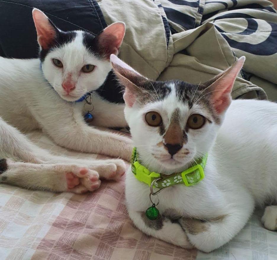 Abandoned kittens Panda and Milky. (PHOTO: National Parks)