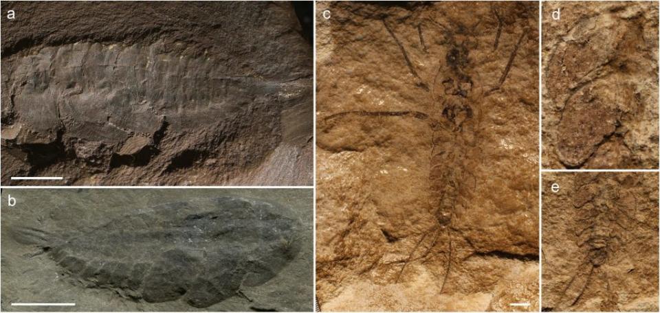 兩種古代昆蟲Palaeodictyoptera和Carbotriplurida的幼蟲，它們特有的胸部和腹部突起。其中包括兩個種類的Palaeodictyoptera幼蟲，分別收藏於英國的曼徹斯特博物館和格拉斯哥大學亨特里安博物館。另外一種Carbotriplurida的幼蟲則保存於捷克的卡斯特博物館，展示了其胸部和腹部的詳細結構。（圖／《通訊生物學》）