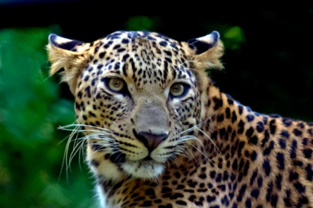 Close up of a Leopard