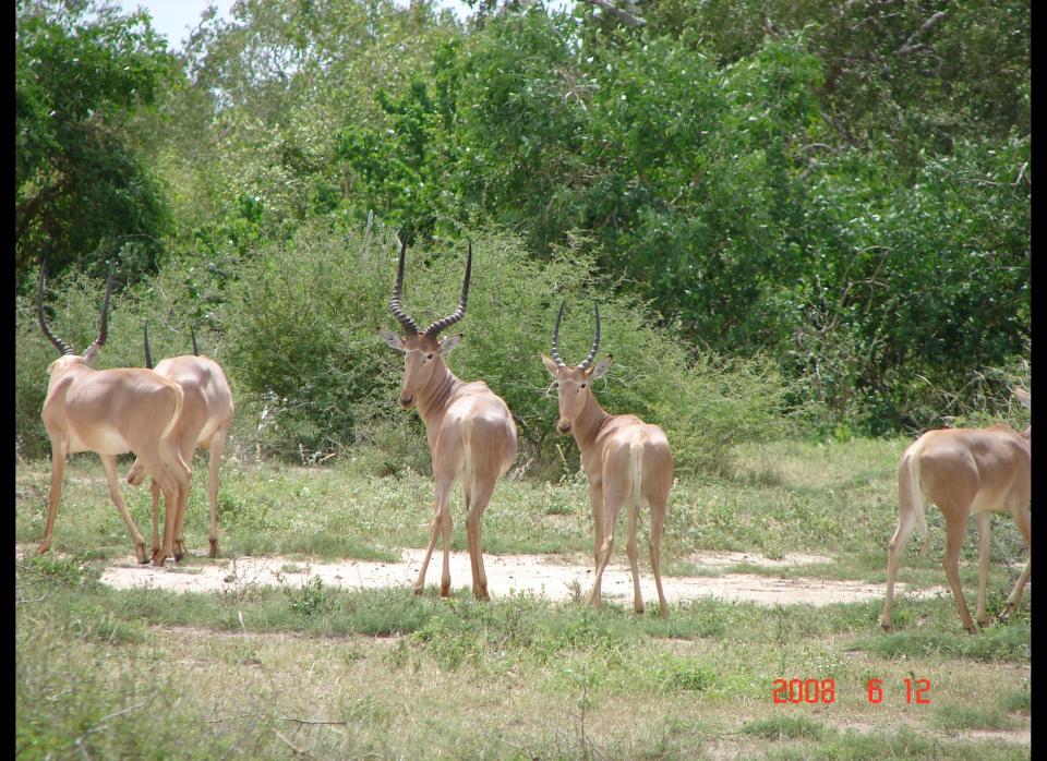 <strong>Scientific Name:</strong> <em>Beatragus hunteri</em>    <strong>Common Name: </strong>Hirola    <strong>Category:</strong> Antelope    <strong>Population: </strong> < 1000 individuals    <strong>Threats To Survival:</strong>  Habitat loss and degradation, competition with livestock, poaching