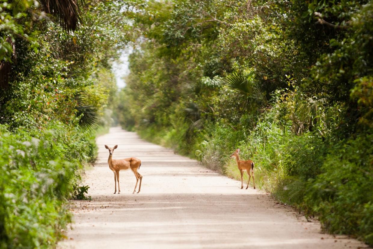 Small Florida Key Deer on Road
