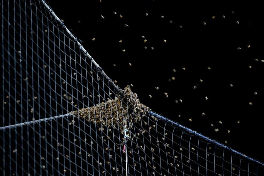 A swarm of bees gather on the net behind home plate delaying the start of a baseball game between the Los Angeles Dodgers and the Arizona Diamondbacks, Tuesday, April 30, 2024, in Phoenix. (AP Photo/Matt York)