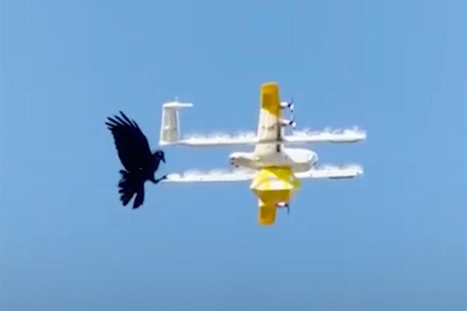 raven attacks drone