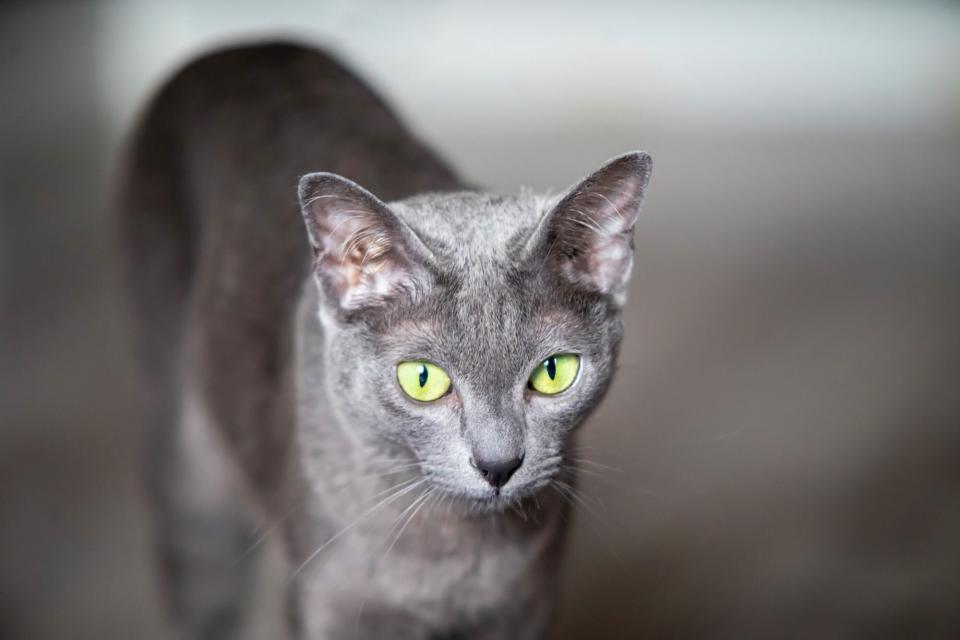 Korat, grey cat with green eyes