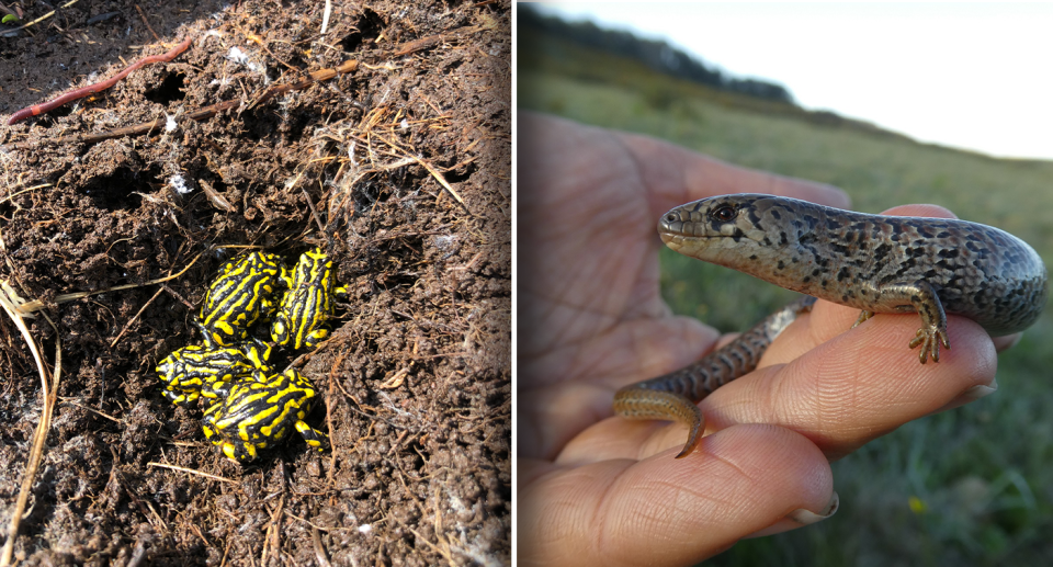 Southern Corroboree Frogs in dirt (left) and and Alpine She-oak Skink in a hand (right).