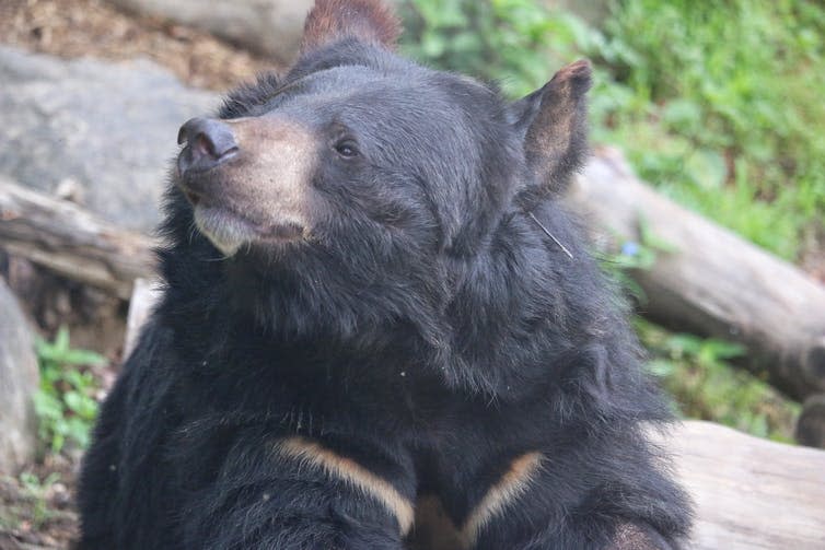 The head and shoulders of a large black bear with two brown stripes on its chest.