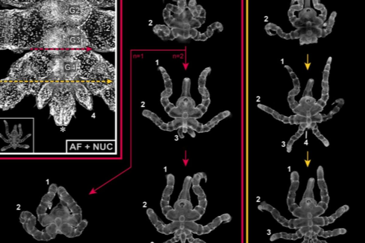 Scientists have discovered that sea spiders can regenerate more of their bodies than previously thought.  (Georg Brenneis/PNAS)