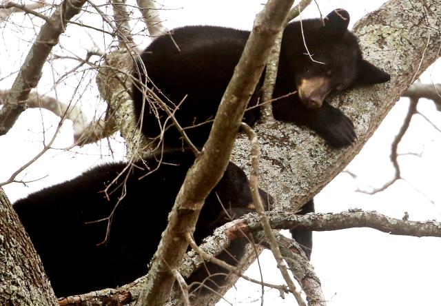 How to Keep Bears Away From Your House and Yard - PetHelpful