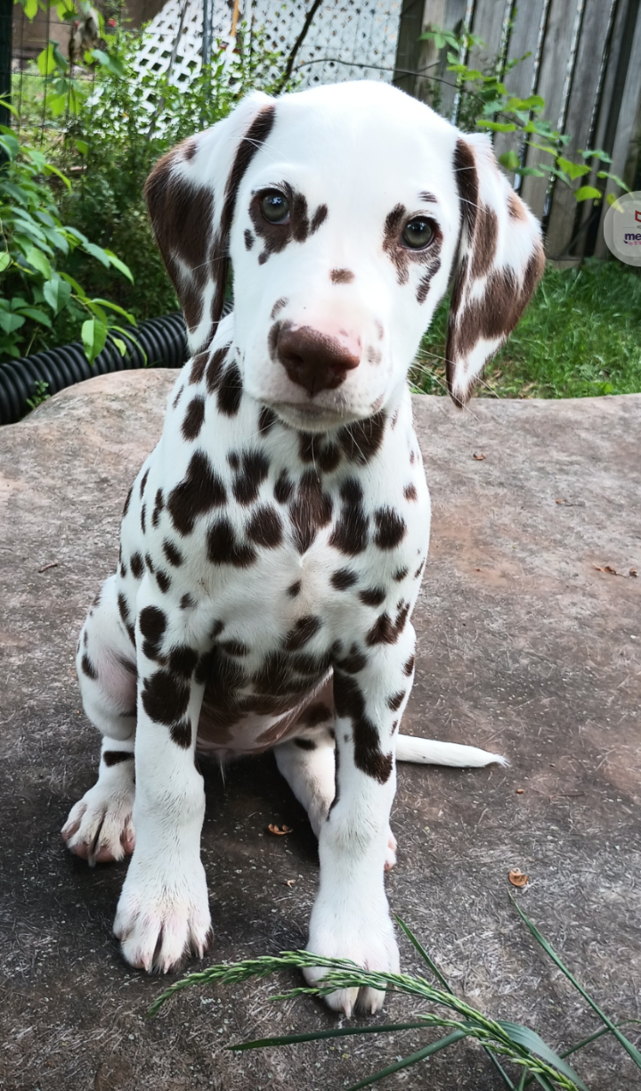 The event will include "Meet the Breeds" at an OKRC open house.