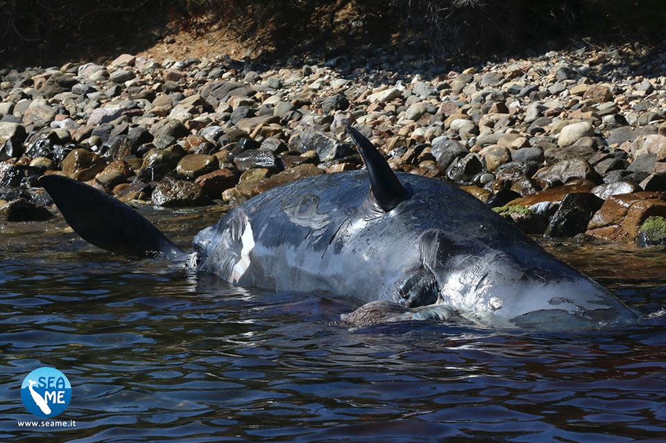 A dead pregnant sperm whale washed up on the shore in Sardinia was found to have 22kg of plastic in its stomach, according to Scientific Education and Activities in the Marine Environment’s Sardinia team (SEAME). (Courtesy of SEAME Sardinidia)