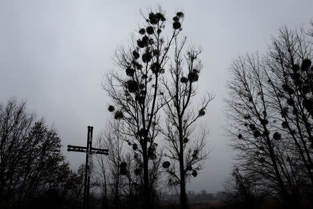 A cross is seen near trees with mistletoe near the church in Kalinowka, Poland November 25, 2018. REUTERS/Kacper Pempel/Files