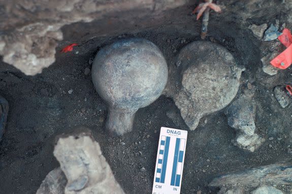 A view of two mastodon femur balls, one faced up and once faced down. Neural spine of a vertebra exposed (lower right) and a broken rib (lower left).