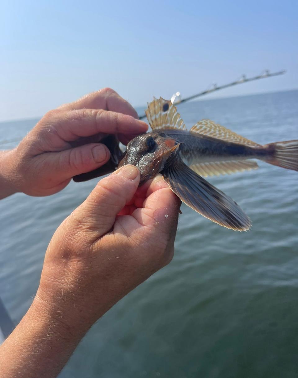 A small sea robin which was caught and thrown back on The Gambler deep sea fishing vessel.