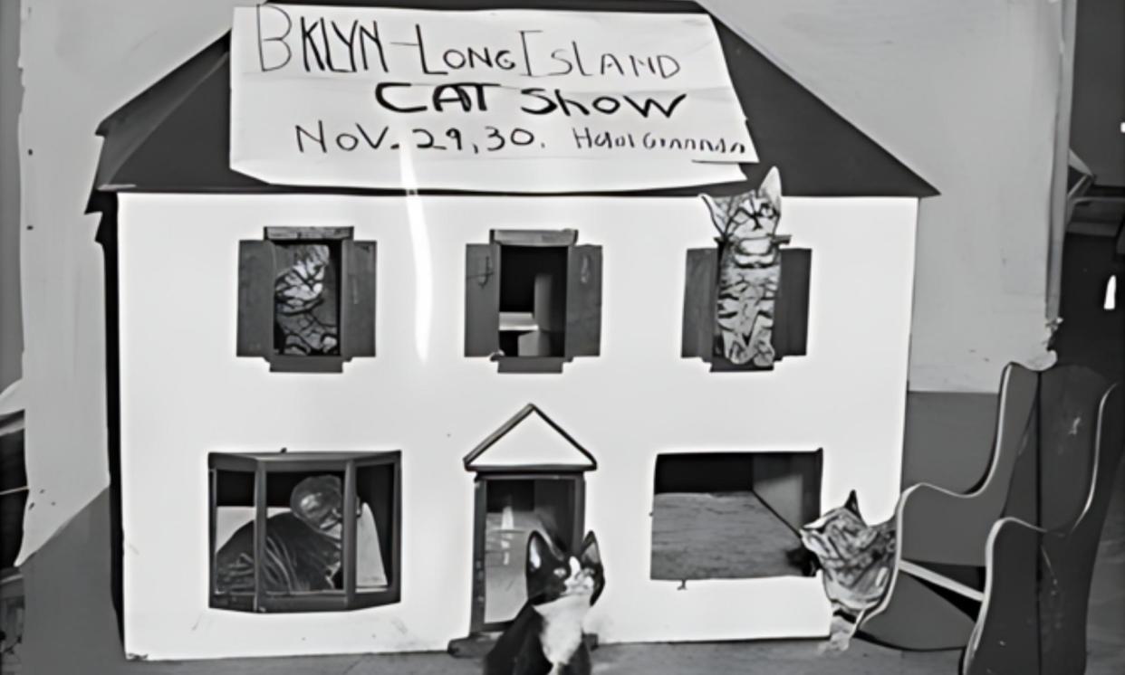 <span>Cats taking part in a Brooklyn cat show, circa 1930.</span><span>Photograph: Dan Rimada</span>