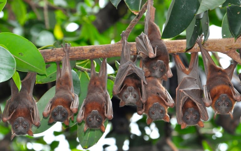New research has found that 'ugly' animals such as bats attract less funding and investigation