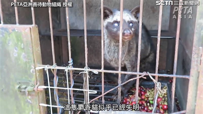 許多商人惡意捕捉野生麝香貓。（圖／PETA亞洲善待動物組織授權）