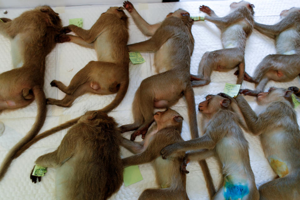 Monkeys are sedated as they recover after a sterilization procedure carried out by the Department of National Parks due to the increase of the macaques population in the urban area and the tourist spots of the city of Lopburi, in Thailand June 22, 2020. Picture taken June 22, 2020. REUTERS/Jorge Silva