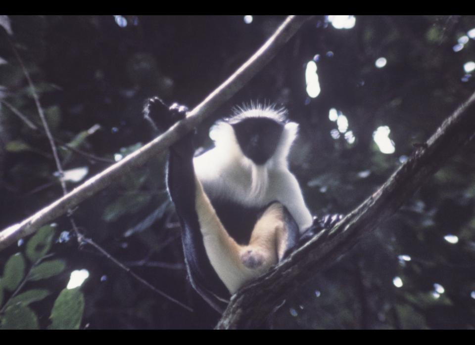 <strong>Scientific Name:</strong> <em>Cercopithecus roloway</em>    <strong>Common Name: </strong>Roloway Guenon    <strong>Category:</strong> Primate    <strong>Population: </strong>Unknown    <strong>Threats To Survival:</strong> Hunting for consumption as bushmeat, and habitat loss