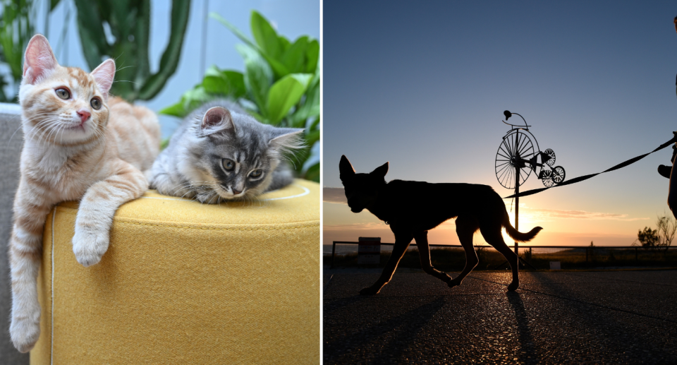 Left image of two young cats inside on a yellow sofa. Right image of a silhouette of a dog being walked at sunset.