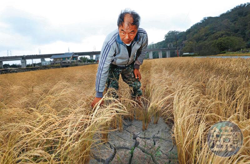 2020年，台灣沒有颱風，水庫蓄水量告急，從北到南，農田陸續停灌，竹北農民田守喜的2期稻來不及抽穗，就這樣枯死在遭斷水的田裡。
