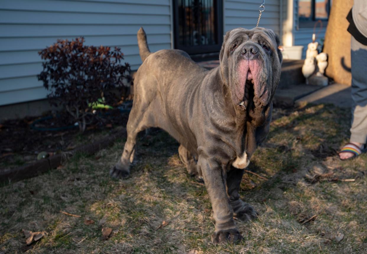 Sylvia, a Neapolitan Mastiff, poses for a photo on Wednesday, March 29, 2023, in Rockford. Sylvia will be shown in this year's Westminster Kennel Club Dog Show.