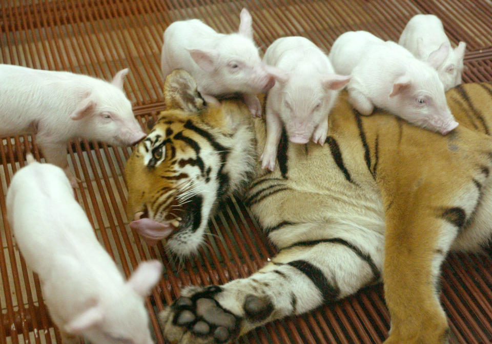 A FEMALE TIGER PLAYS WITH BABY PIGS AT A THAI ZOO.