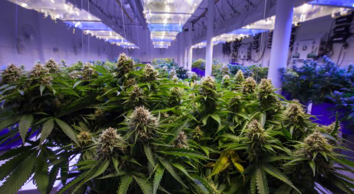 Marijuana plants growing in a greenhouse.