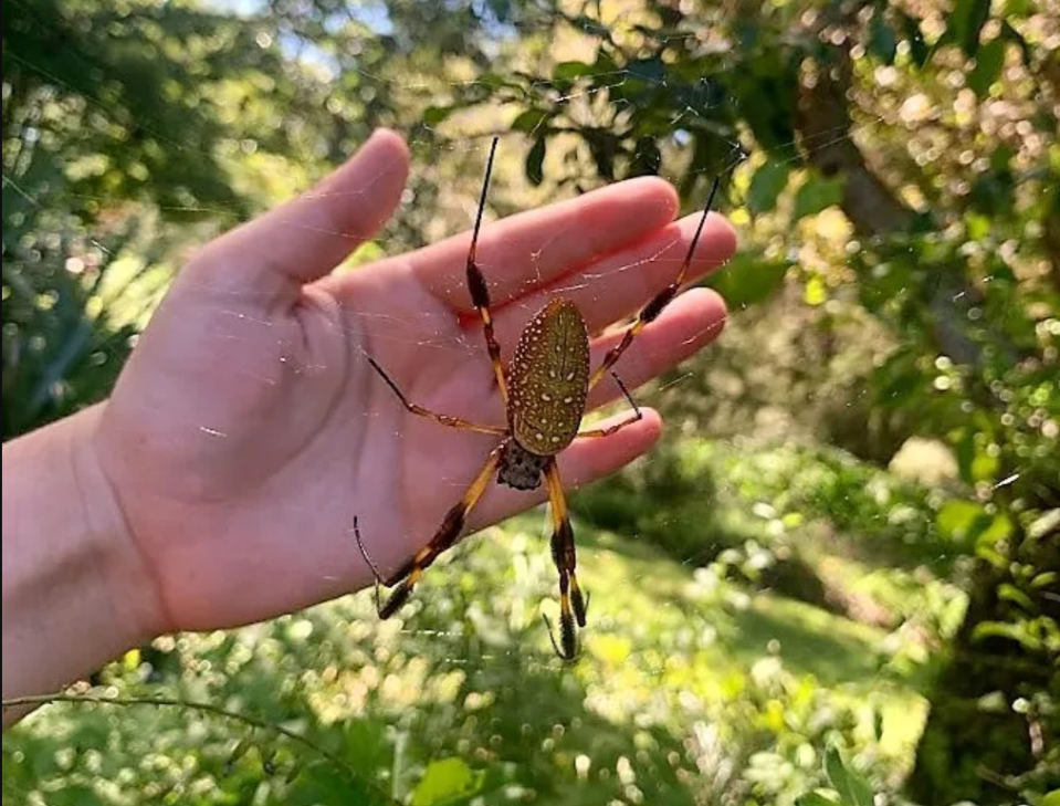 Banana spider females can have a body up to two inches long. Webs can stretch well over three feet wide between trees. (Credit: Rachel Mathes)