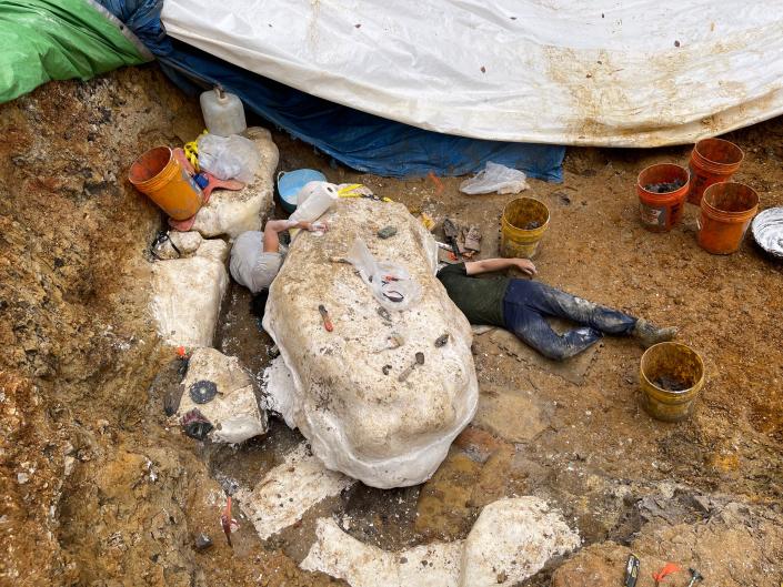 Images from the dig site in southern Missouri where a new type of dinosaur, Parrosaurus missouriensis has been found. Team members Akiko Shinya (left) and MInyoung Son (right) are tunneling through the clay under the jacket to loosen it so it can be flipped and the underside wrapped with plaster bandages.